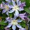 Клематис цельнолистный 'Блу Ривер' / Clematis integrifolia 'Blue river'